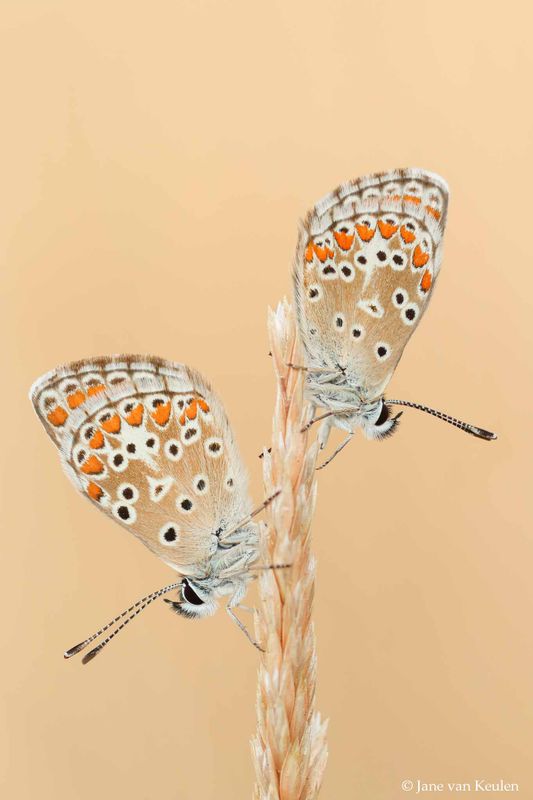 ~ Common Blue (Plebejus argus) / Heideblauwtje ~