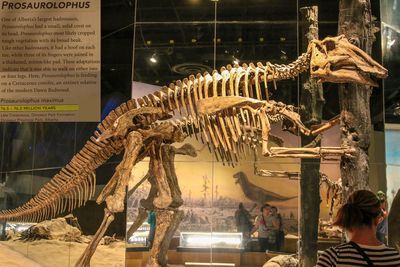 Fossils in the Royal Tyrrell Museum, Alberta Canada