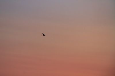 Lärkfalk - Hobby