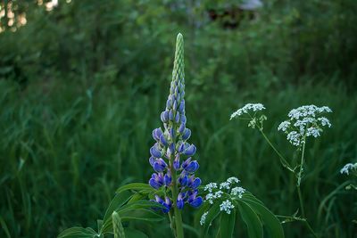 Blomsterlupin - Lupinus polyphyllus