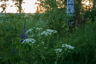 Hundkex - Anthriscus sylvestris