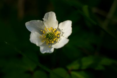 Vitsippa - Anemone nemorosa