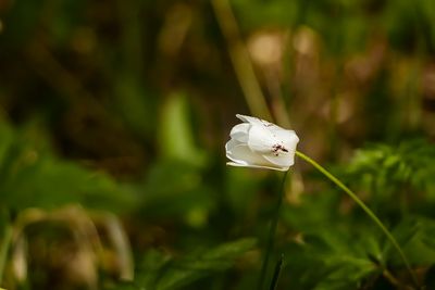 Vitsippa - Anemone nemorosa