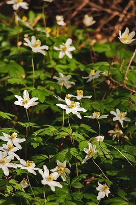 Vitsippor - Anemone nemorosa