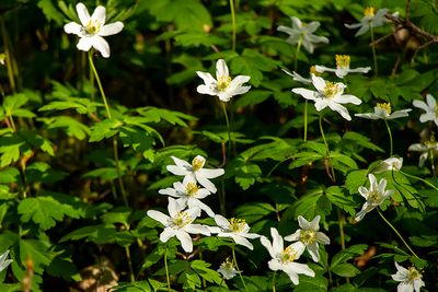 Vitsippor - Anemone nemorosa