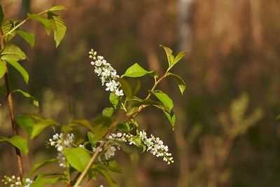 Hägg - Prunus padus