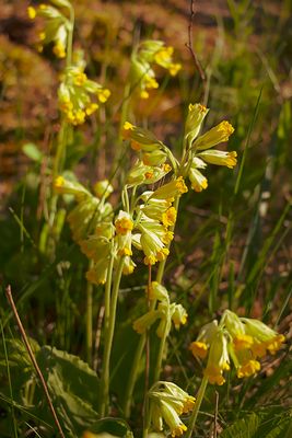 Gullviva - Primula veris