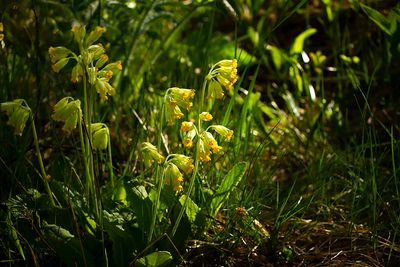 Gullviva - Primula veris