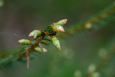 Granskott - Picea abies