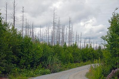 Hälleskogsbrännan - efter branden - after the big fire