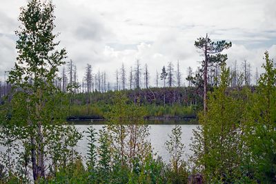 Hälleskogsbrännan, augusti 2023