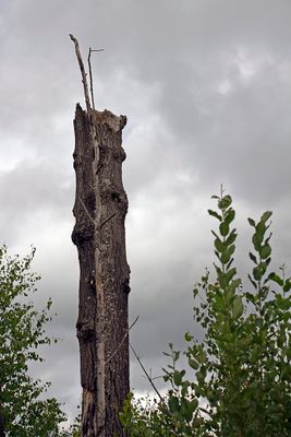Hälleskogsbrännan, augusti 2023