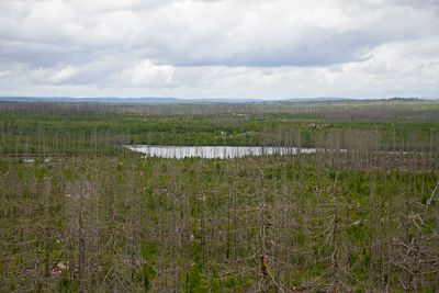 View from the observation tower, Hälleskogsbrännan, augusti 2023