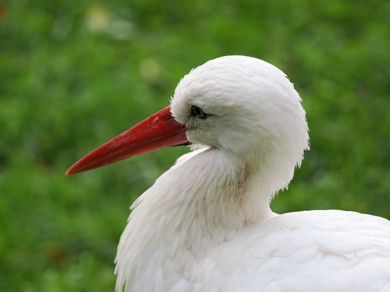 Stork