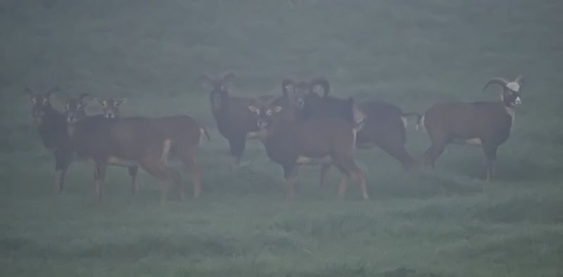 Mouflons in the early morning mist