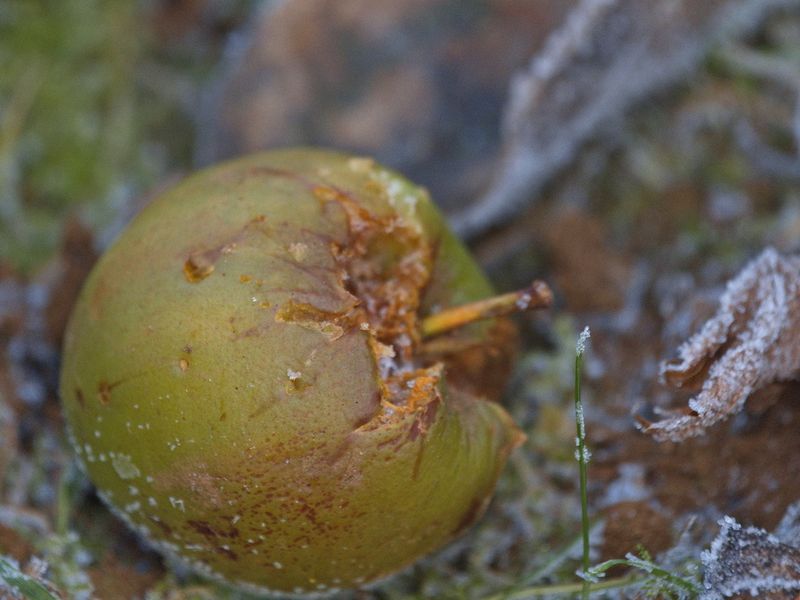 Rotting frozen apple