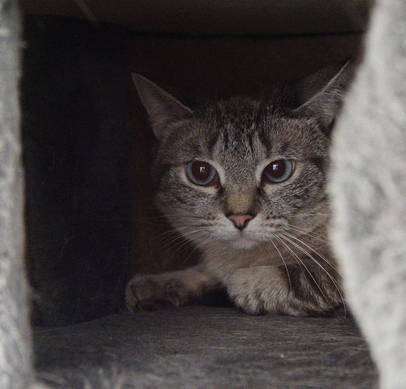 European cat - not at ease