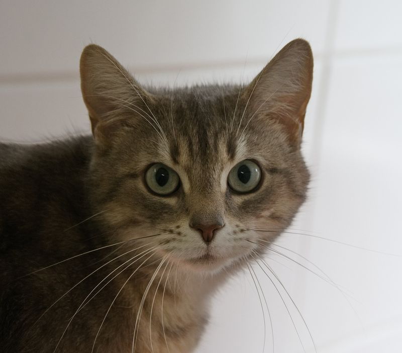 European cat - eyes only for you