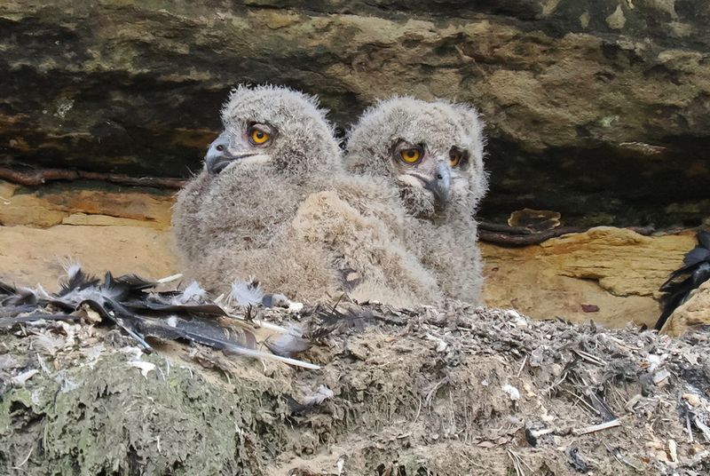 Baby eagle owls