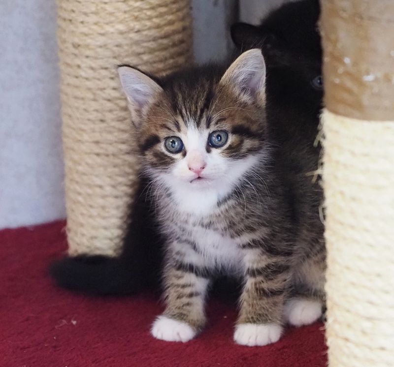Kittens freshly arrived in May