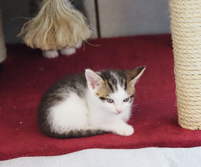 Kittens freshly arrived in May