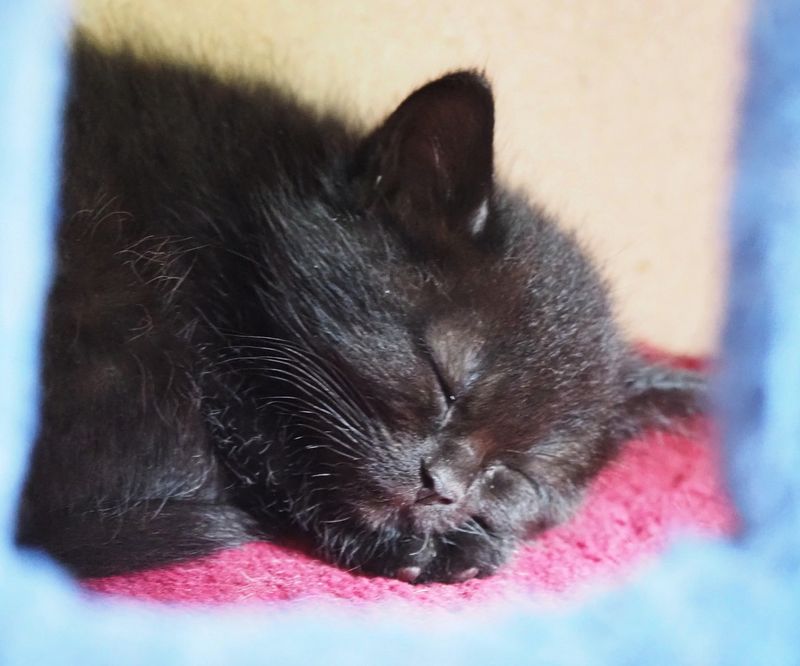 Kittens freshly arrived in May
