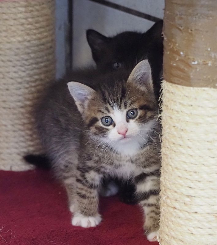 Kittens freshly arrived in May