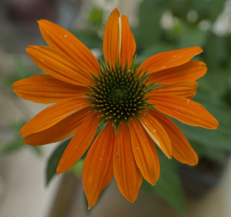 Echinacea close up