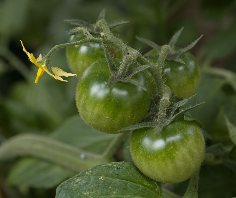 Tomatoes