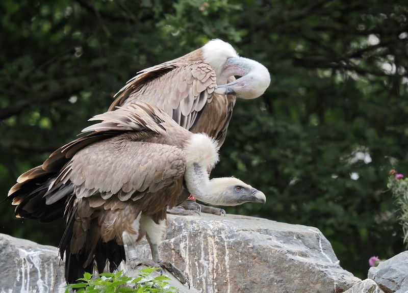 Vultures