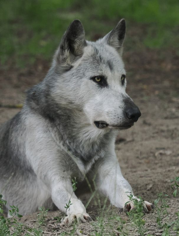 Wolf
