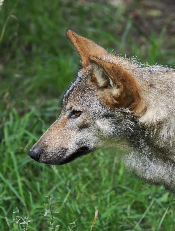 Wolf