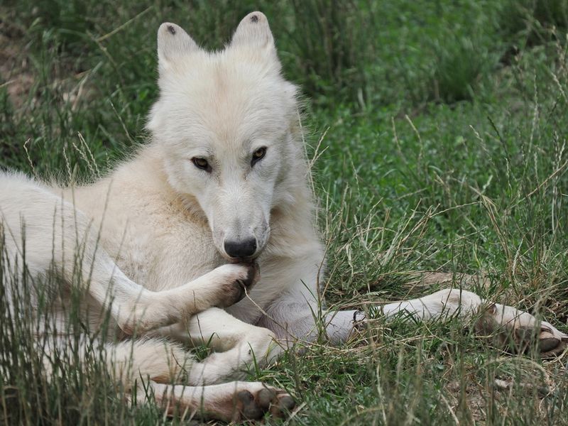 Arctic wolf
