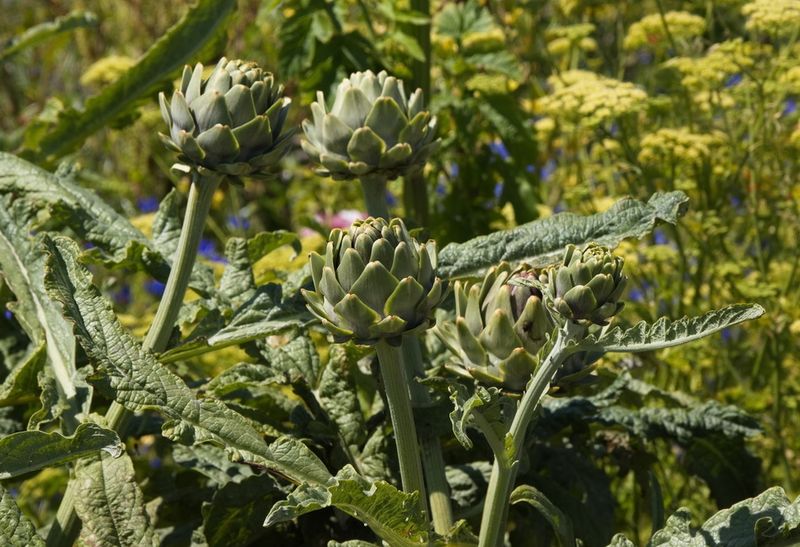 Artichokes