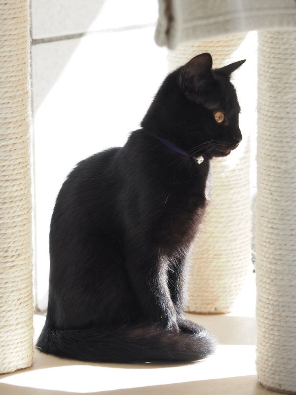 Black kitten 4 months old