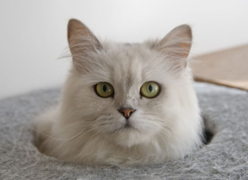 Persian - Sacred Birman cat