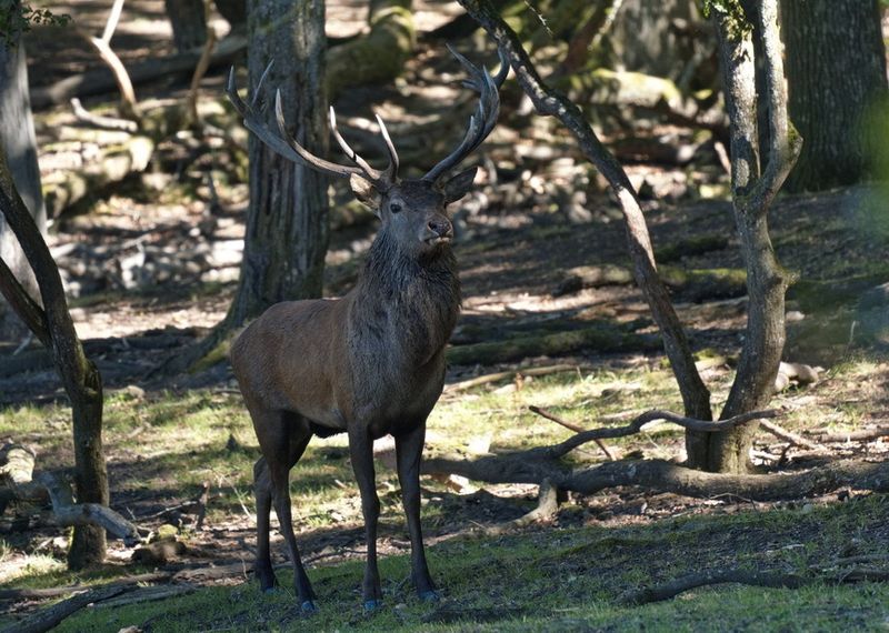 Stag