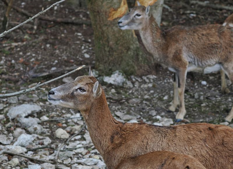 Mouflon