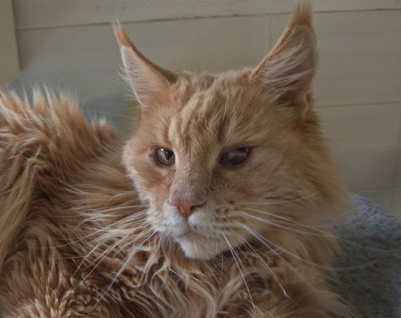 Maine Coon Garfield