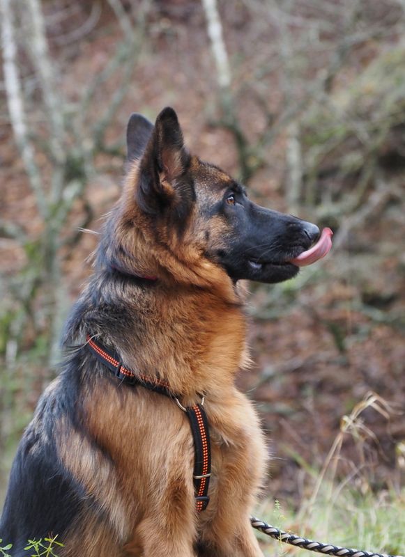 German shepherd