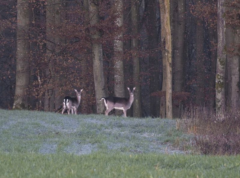 Fallow deer on a frosty winters day