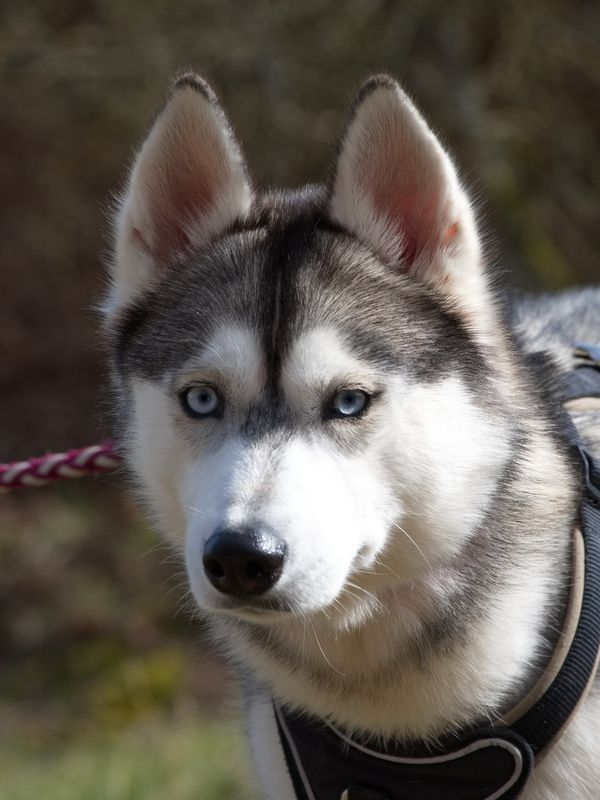 Husky