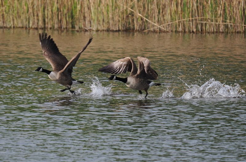 Canada geese
