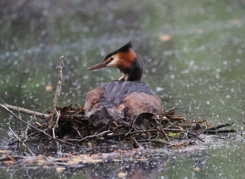 Great crested grebe