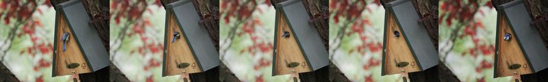 Blue tit - in and out