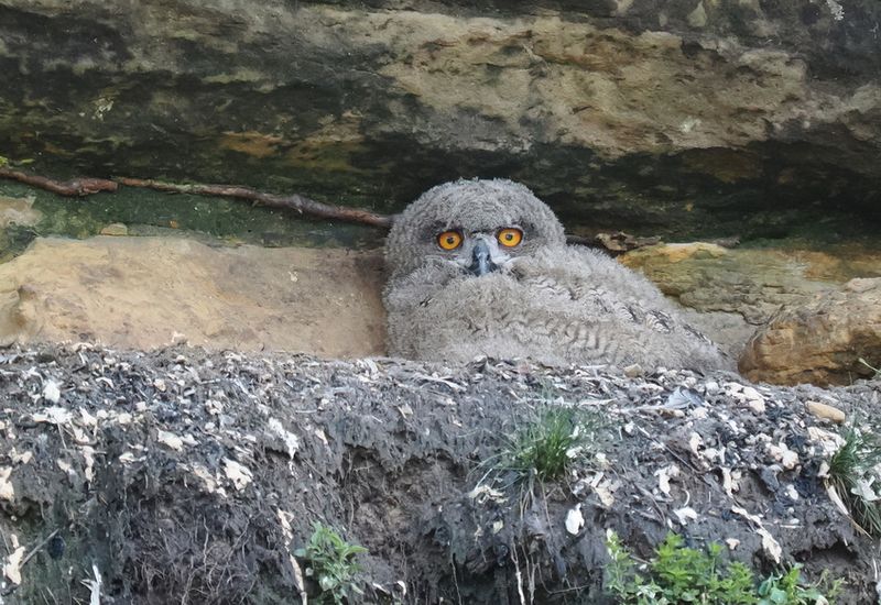 Eagle owl