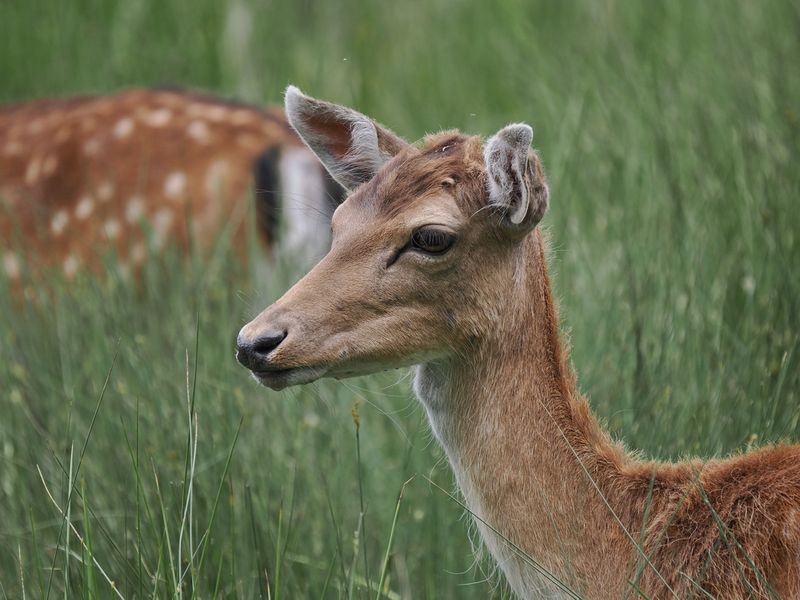 Fallow deer
