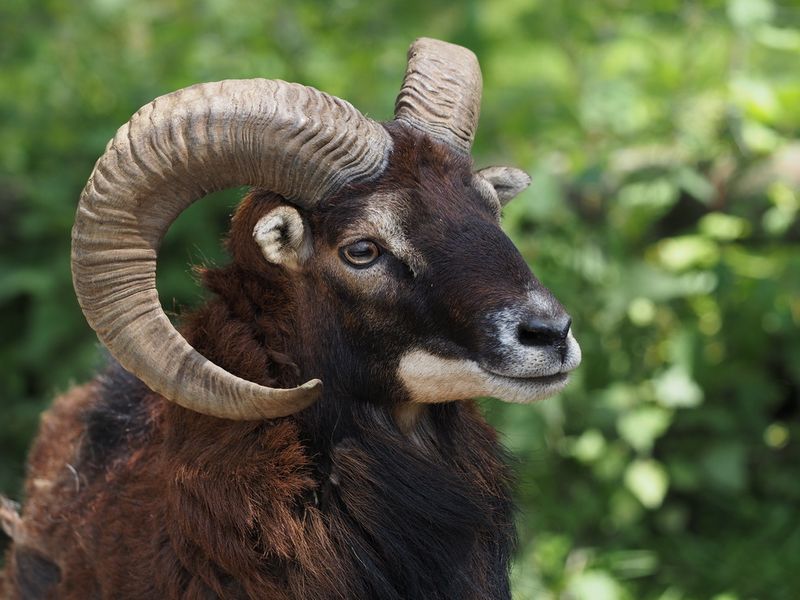 Mouflon