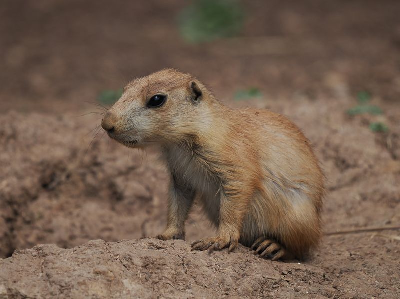 Prairie dog