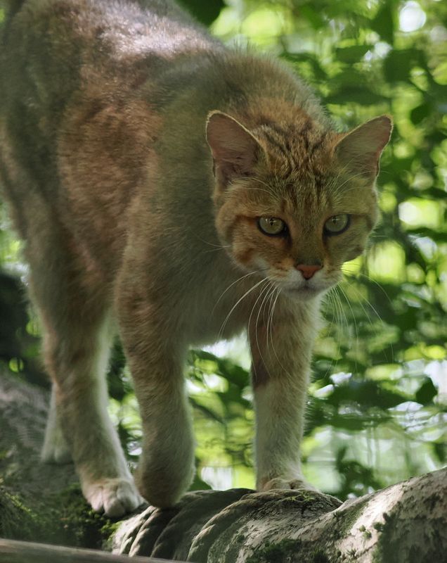 Wild cat